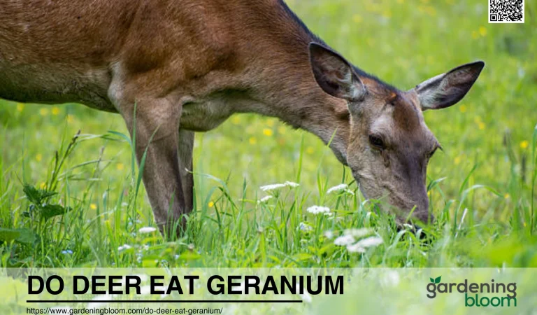 Do Deer eat Geranium