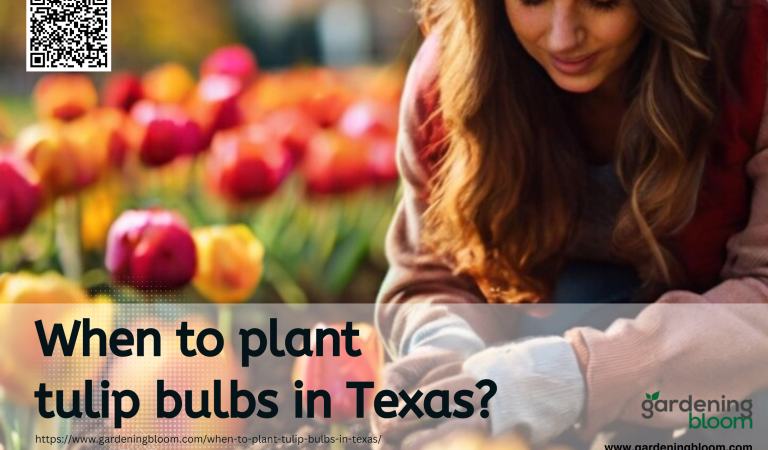 When to plant tulip bulbs in Texas?